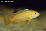 chindongo saulosi chindongo saulosi