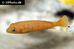 chindongo saulosi chindongo saulosi