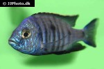copadichromis azureus copadichromis azureus