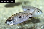 copadichromis azureus copadichromis azureus
