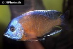 copadichromis borleyi copadichromis borleyi