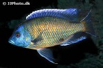 copadichromis borleyi copadichromis borleyi
