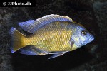 copadichromis borleyi copadichromis borleyi