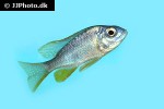 copadichromis borleyi copadichromis borleyi