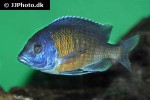 copadichromis borleyi copadichromis borleyi