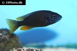copadichromis borleyi copadichromis borleyi
