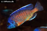 copadichromis borleyi copadichromis borleyi