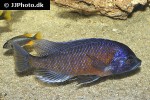 copadichromis borleyi copadichromis borleyi