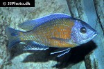 copadichromis borleyi copadichromis borleyi