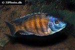 copadichromis borleyi copadichromis borleyi