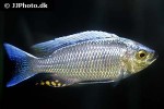 copadichromis ilesi copadichromis ilesi