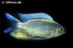 copadichromis ilesi copadichromis ilesi