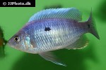 copadichromis jacksoni copadichromis jacksoni