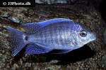 copadichromis jacksoni copadichromis jacksoni