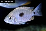 copadichromis jacksoni copadichromis jacksoni