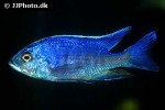 copadichromis species azureus whitehead copadichromis species azureus whitehead