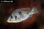 copadichromis species kawanga mbamba bay copadichromis species kawanga mbamba bay