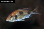 copadichromis species kawanga mbamba bay copadichromis species kawanga mbamba bay