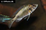 copadichromis species kawanga mbamba bay copadichromis species kawanga mbamba bay