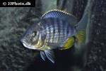 copadichromis species kawanga mbamba bay copadichromis species kawanga mbamba bay
