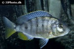 copadichromis species kawanga mbamba bay copadichromis species kawanga mbamba bay