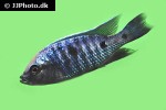 copadichromis trewavasae copadichromis trewavasae