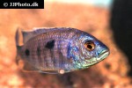 copadichromis verduyni copadichromis verduyni