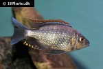 copadichromis virginalis copadichromis virginalis