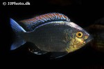 copadichromis virginalis copadichromis virginalis
