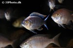 copadichromis virginalis copadichromis virginalis