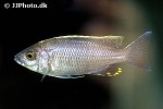 copadichromis virginalis gold copadichromis virginalis gold