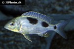 ctenopharynx nitidus ctenopharynx nitidus