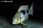 ctenopharynx nitidus ctenopharynx nitidus