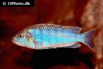 ctenopharynx nitidus ctenopharynx nitidus