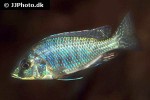 ctenopharynx nitidus ctenopharynx nitidus