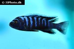 cynotilapia afra cynotilapia afra