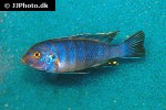 cynotilapia afra cynotilapia afra