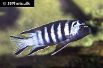 cynotilapia afra cynotilapia afra