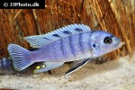 cynotilapia afra cynotilapia afra