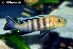 cynotilapia afra cynotilapia afra