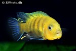 cynotilapia afra cynotilapia afra