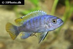 cynotilapia afra cynotilapia afra