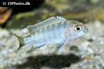 cynotilapia afra cobue cynotilapia afra cobue