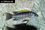 cynotilapia aurifrons cynotilapia aurifrons