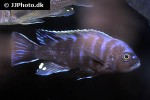 cynotilapia species mbamba silver blaze cynotilapia species mbamba silver blaze