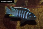 cynotilapia species zebra cynotilapia species zebra