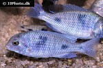 cyrtocara moorii cyrtocara moorii