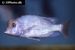 cyrtocara moorii cyrtocara moorii
