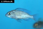 cyrtocara moorii cyrtocara moorii
