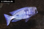 cyrtocara moorii cyrtocara moorii